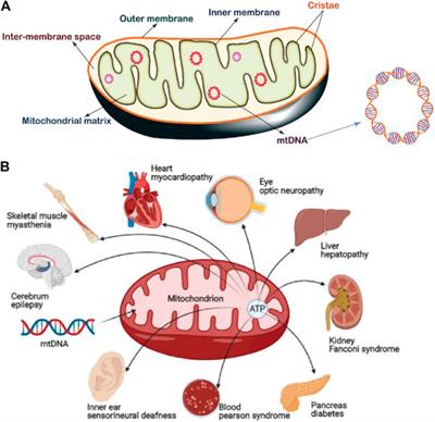 Recent Advances in Chemical Biology of Mitochondria Targeting